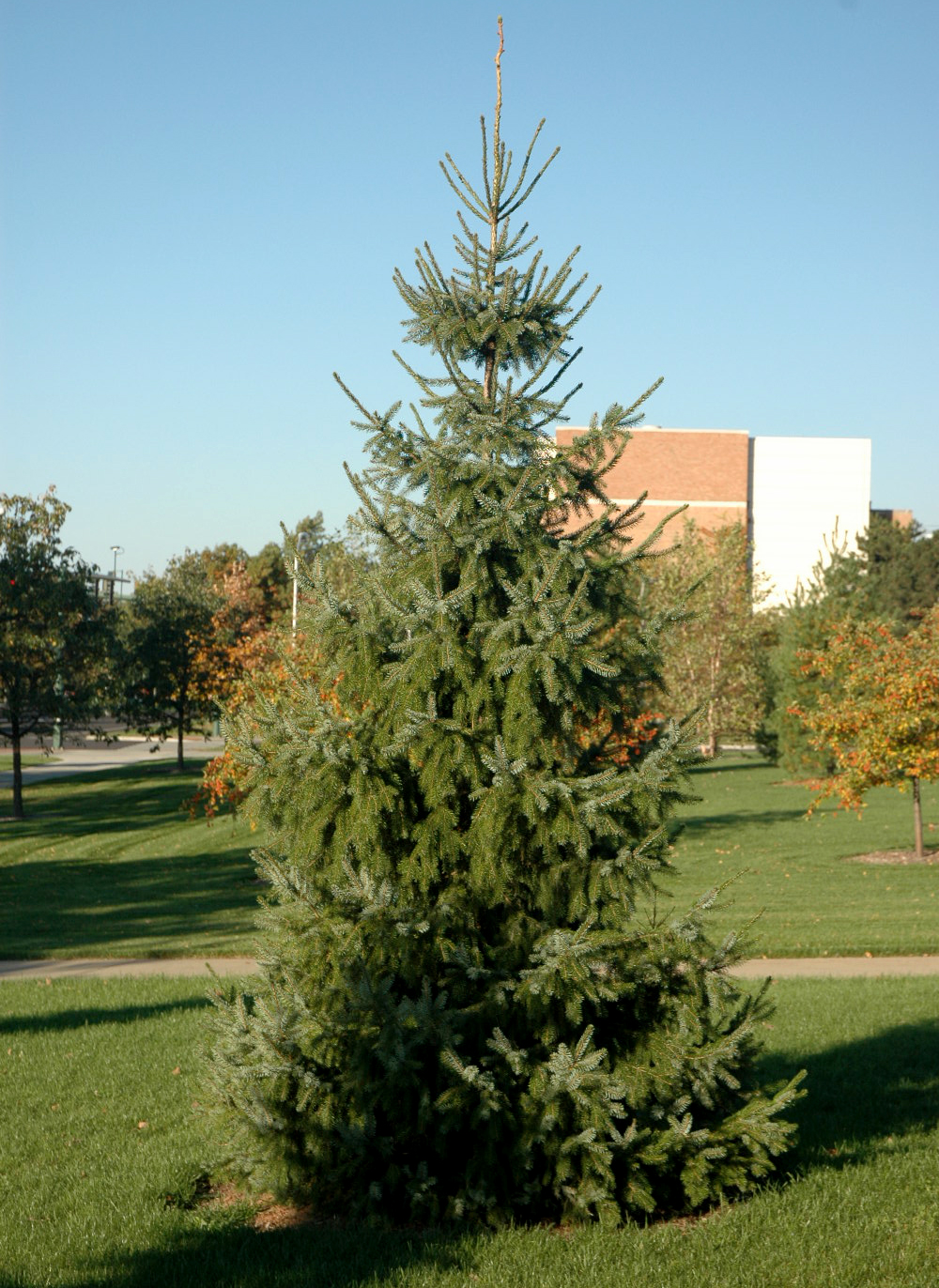 Serbian spruce